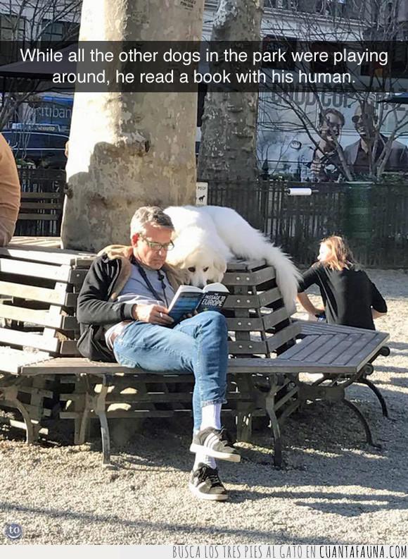 leer,libro,perro
